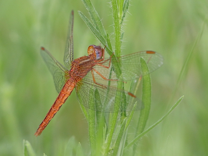 Crocothemis sanguinolenta (Small Scarlet) female 1.JPG